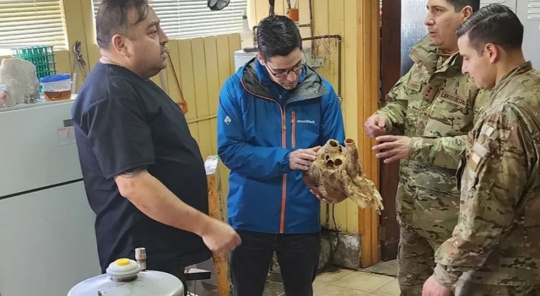 Incrementando la colaboración entre instituciones: Ejército de Chile participa en jornada de capacitación en conservación de órganos equinos con Universidad Austral de Chile