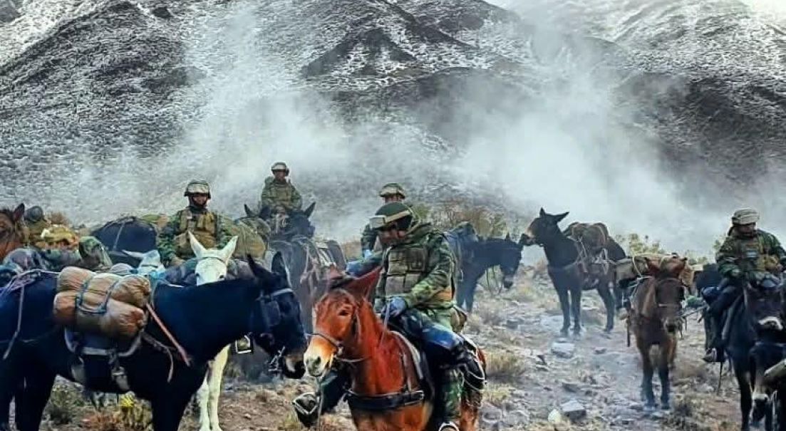 Estrategias alimenticias para ganado mular de montaña: investigación conjunta entre el Ejército y universidades