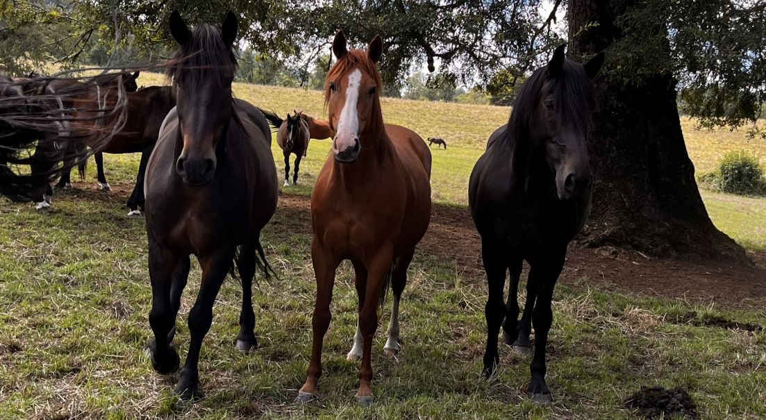 Haras Nacional del Ejército entrega ganado caballar a la Escuela de Equitación