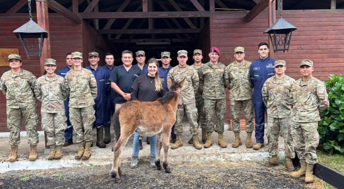 Ejército desarrolla la primera gestación de un embrión mular en una receptora mular mediante transferencia embrionaria en el país